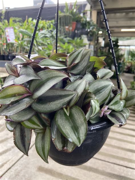 TRADESCANTIA ZEBRINA SILVER HANGING BASKET 20CM – Poyntons Nursery