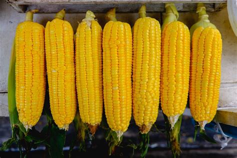 Flat lay of sweet corn sold at a food cart - Creative Commons Bilder