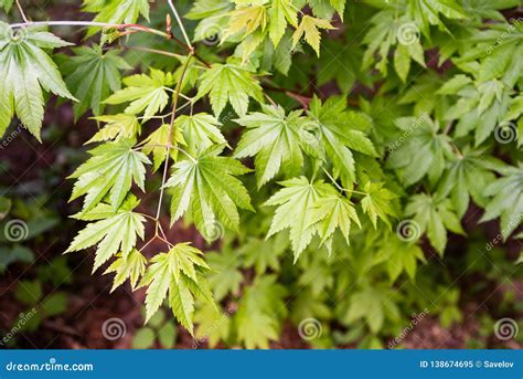 Leaves of Young Acer Japonicum Stock Image - Image of season, garden ...