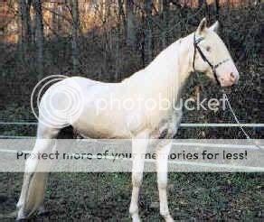 Equine Genetics: Sabino-The "Everything" Gene