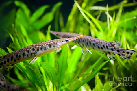 Spotted gar aquarium fishes couple Photograph by Arletta Cwalina