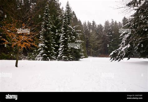 Evergreen trees covered in snow Stock Photo - Alamy