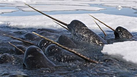 Unicorns of the sea | Weird animals, Whale, Narwhal