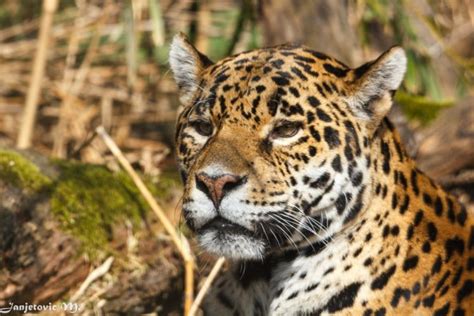 jaguar, Wild, Cat, Muzzle Wallpapers HD / Desktop and Mobile Backgrounds