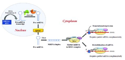 MiRNA biogenesis and miRNA regulation of gene expression. miRNAs are ...