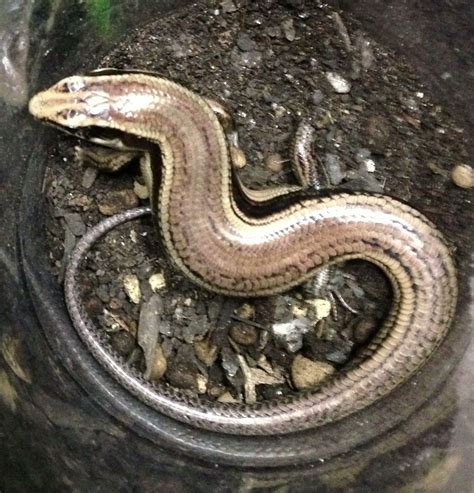 Laura's Room: Japanese five-lined skink