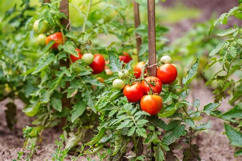 How to grow tomato tree? Tomato plant care guide - Cherry Blossom