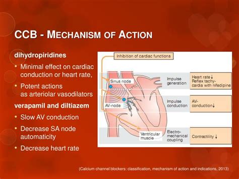 PPT - Calcium Channel Blockers (CCB) PowerPoint Presentation - ID:5390122