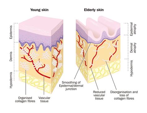 Collagen Types 1, 2, & 3 – Knowing the Important Differences | Skin collagen, Collagen, Young skin