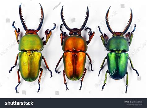 2,057 Rainbow beetle 图片、库存照片和矢量图 | Shutterstock