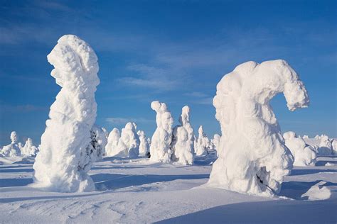 Snowy forest with strong frozen trees … – License image – 71091924 ...