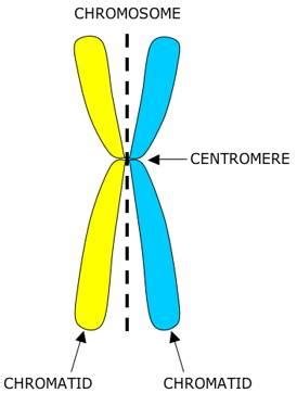 Sister chromatids - Online Biology Dictionary