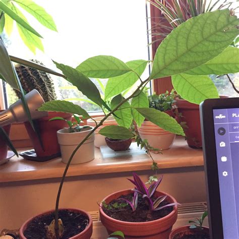 houseplants - Is this avocado plant suffering from hard-water build-up? - Gardening ...