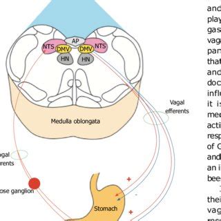 (PDF) Implication of neurohormonal-coupled mechanisms of gastric emptying and pancreatic ...