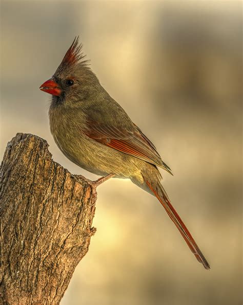 Northern Red Cardinal female - hdrcreme