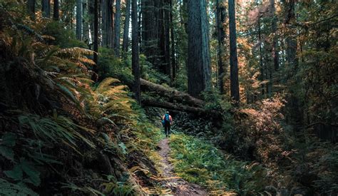 The 10 Best Hikes in Redwood National Park - AdventureTripr