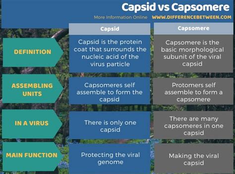 Difference Between Capsid and Capsomere | Compare the Difference ...