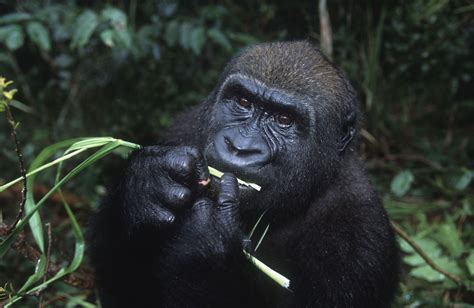 Western Lowland Gorilla | Species | WWF | Western lowland gorilla, Gorilla, Lowland