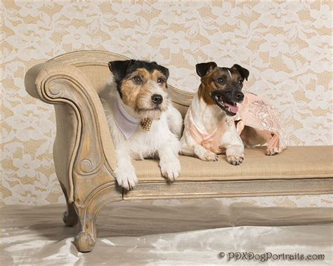 Pet Photography Props - Design Revolution | Pet photography props ...