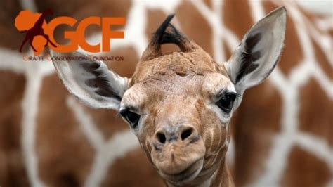 Giraffe Conservation Foundation – Explorers Against Extinction