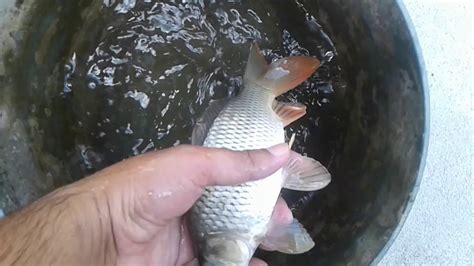 Fishing Amur common carp - YouTube