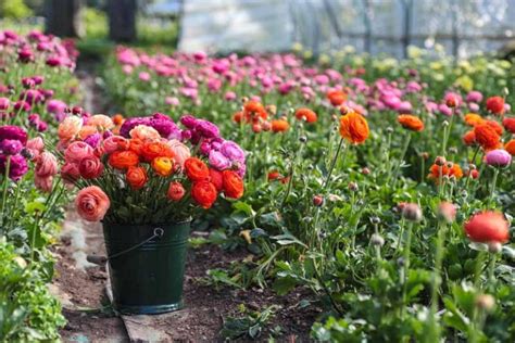 Flower Farming - Through the Seasons - Green and Gorgeous Flowers