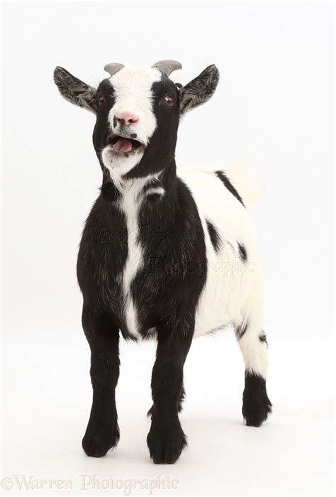 Black-and-white Pygmy Goat bleating photo WP43439