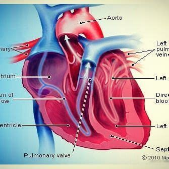 Human Body, human body bones, internal parts of the body, body parts pictures, internal parts of ...