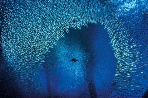 Eye of the shoal: Inside the surprising world of fish | New Scientist