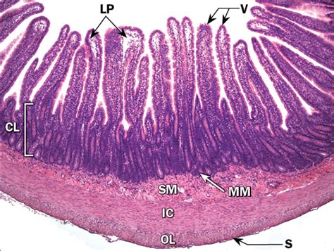 Jejunum Histology Diagram | Quizlet