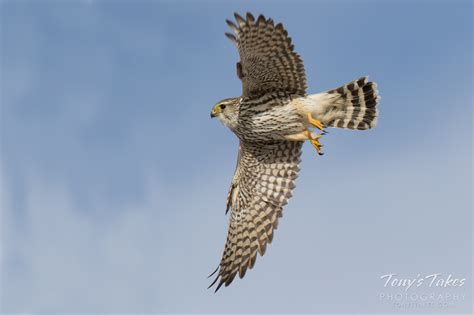 Merlin takes a magical flight | Tony's Takes Photography