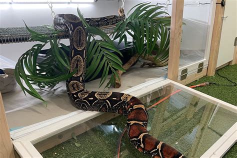 A sanctuary for snakes – WSU Insider