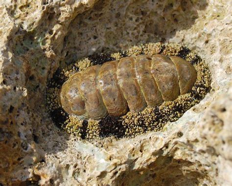 What are Chitons? (with pictures)