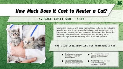 How Much Does It Cost to Neuter a Cat? (True Cost) - A-Z Animals