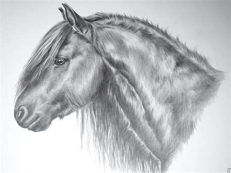 Horse Head Images Drawing at PaintingValley.com | Explore collection of Horse Head Images Drawing