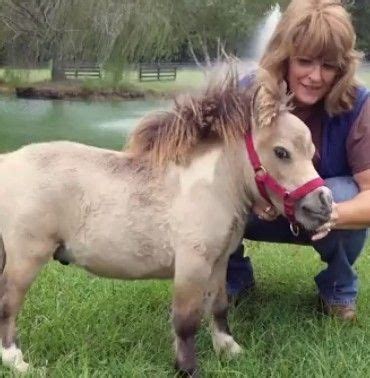 This Little Dwarf Horse Will Capture Your Heart -- The Animal Video Of ...