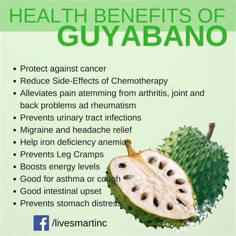 [10000印刷√] guyabano fruit benefits for pregnant 325417-Is guyabano good ...