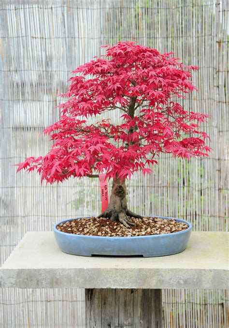 Acer palmatum "Deshojo" Japanese Maple Bonsai Tree | ต้นบอนไซ, สวน ...