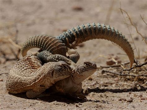 Thar ecology is facing great threats, finds a fresh book on Rajasthan desert