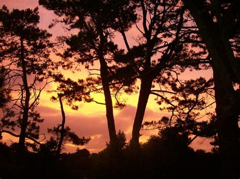 Pines at Sunset | Free stock photos - Rgbstock - Free stock images | lekki | February - 23 ...