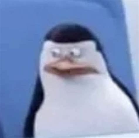 kowalski? in 2022 | Reaction pictures, Memes, Humor