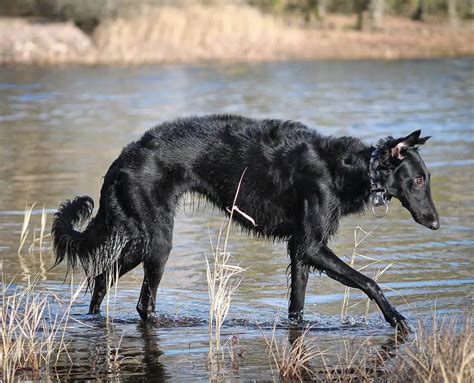 These 15 Borzoi Colors Are The Next In Fashion