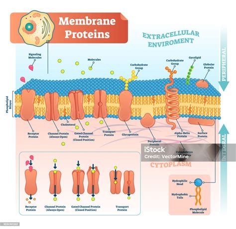 Membrane Proteins Labeled Vector Illustration Detailed Structure Scheme Stock Illustration ...