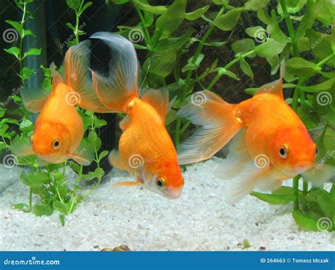 3 Poissons D'or Photos stock - Image: 264663