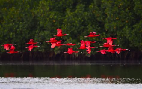 Scarlet ibis in flight, Point Fortin, Trinidad and Tobago : MostBeautiful