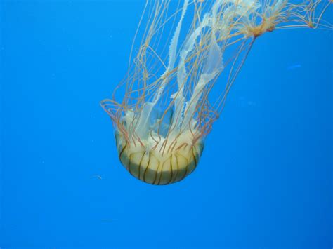 Free Images : water, diving, underwater, jellyfish, blue, sea animal, invertebrate, aquarium ...