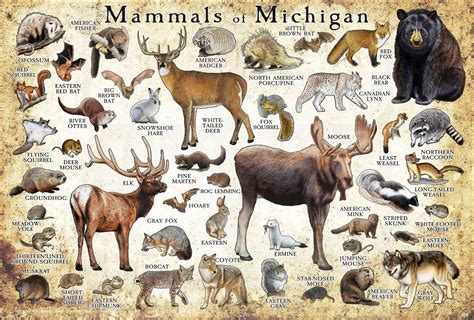 Mammals of Michigan Poster Print / Michigan Mammals Field - Etsy