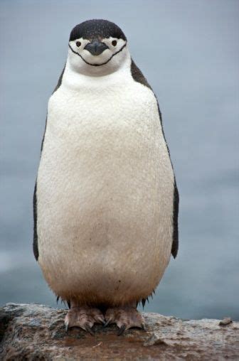 smiling penguin | Smiling animals, Penguins, Chinstrap penguin