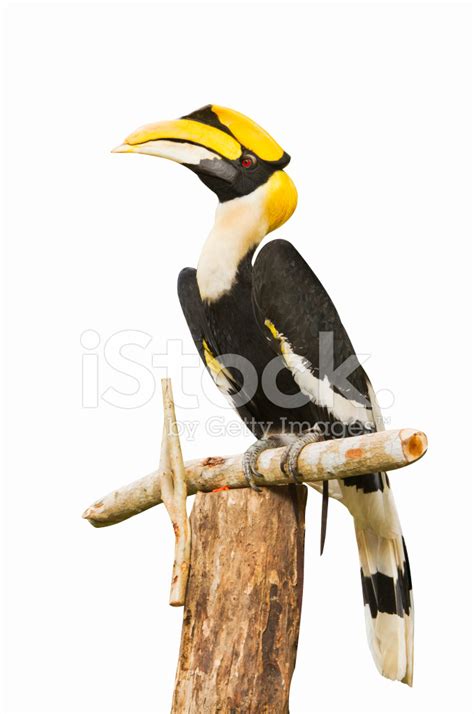 Male Wreathed Hornbill Stock Photo | Royalty-Free | FreeImages