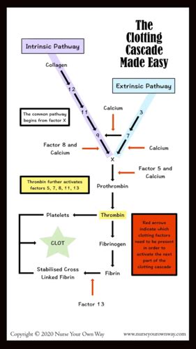 The clotting cascade Flashcards | Quizlet